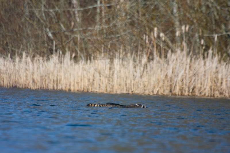 Racoon Swimming Across The Sammamish River